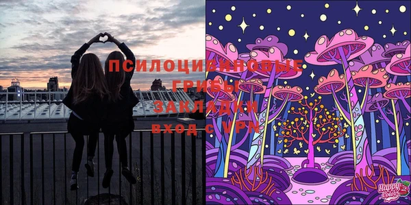 прущие грибы Абаза